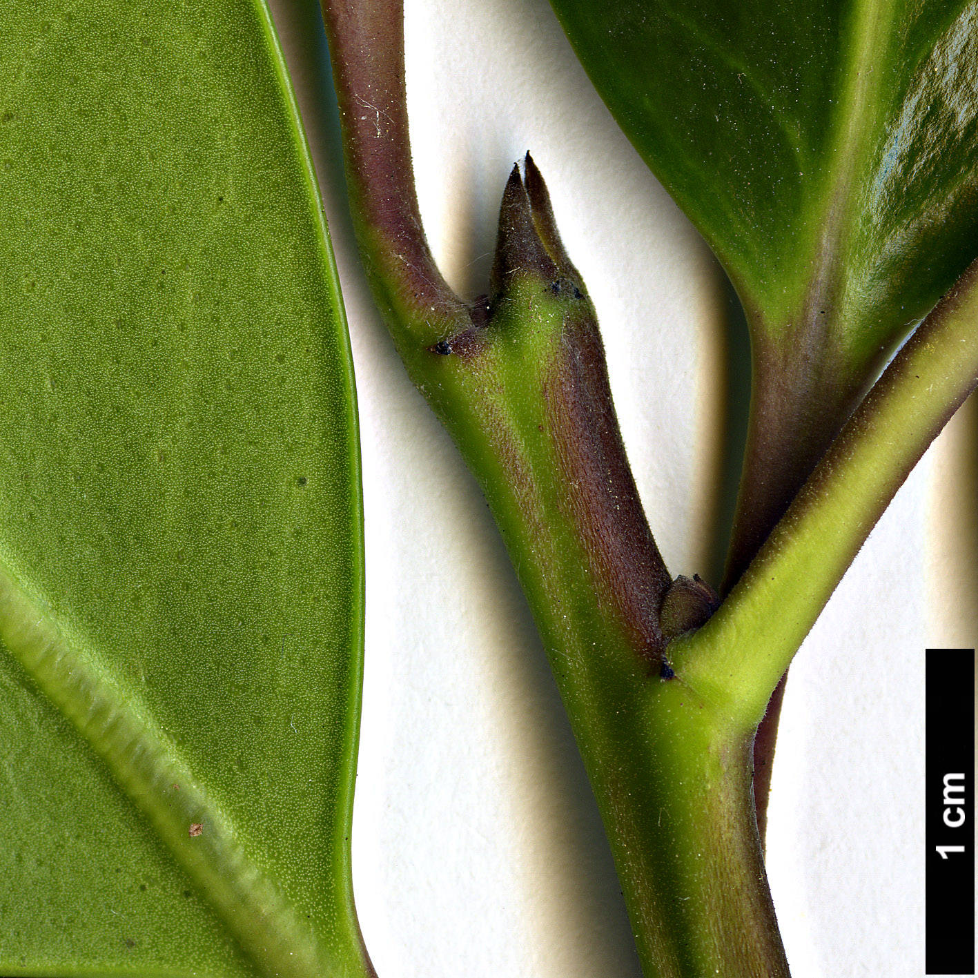 High resolution image: Family: Aquifoliaceae - Genus: Ilex - Taxon: ×altaclerensis (I.aquifolium × I.perado)